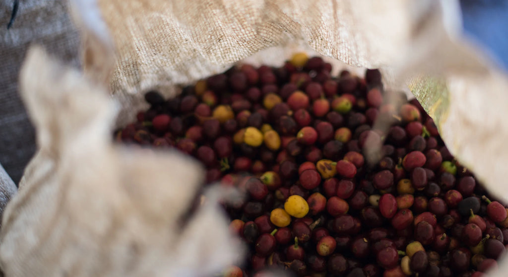 Drumroaster Coffee Co. Clean Coffee 5 lbs.