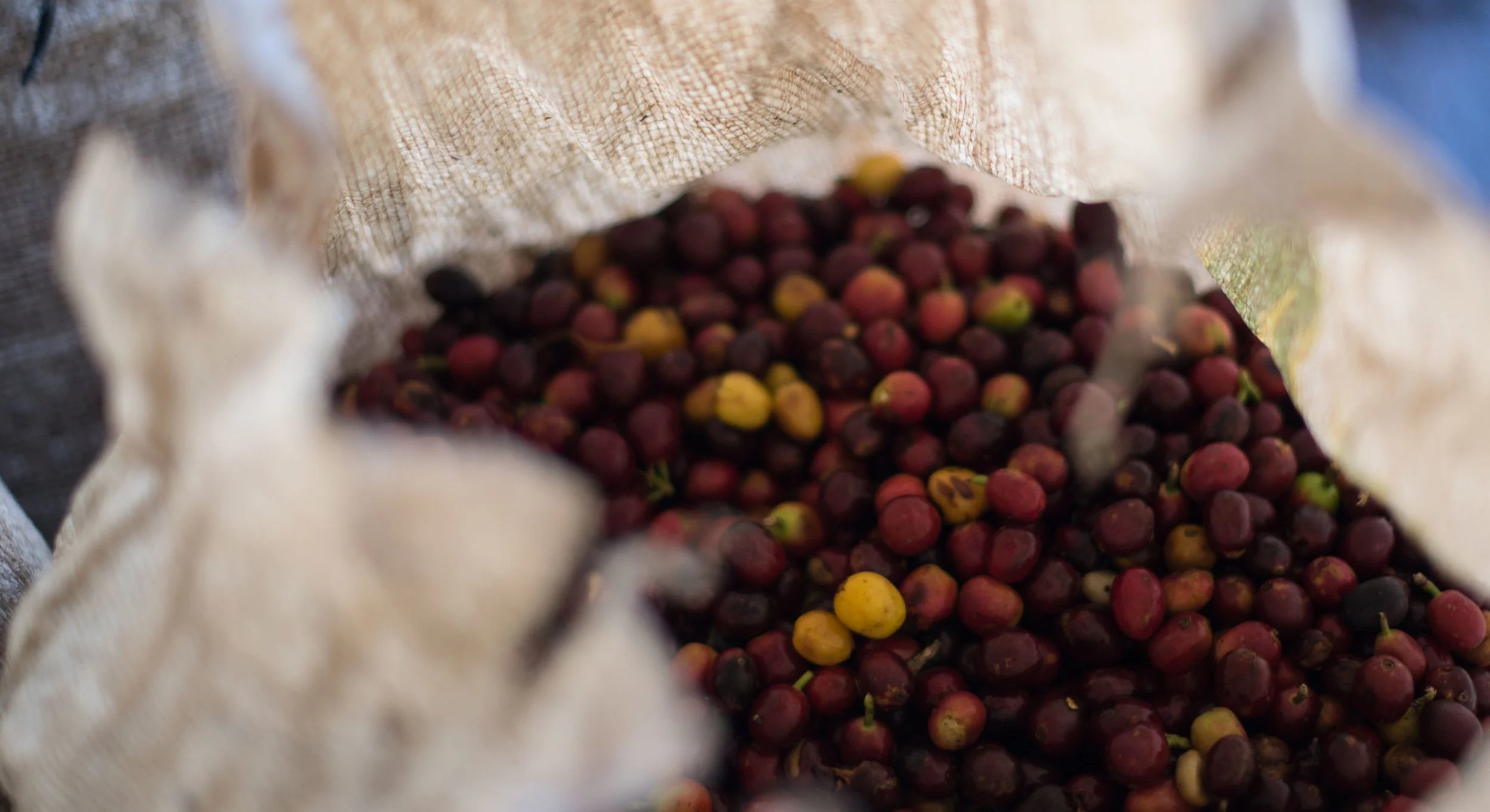 Drumroaster Coffee Co. Clean Coffee 5 lbs.